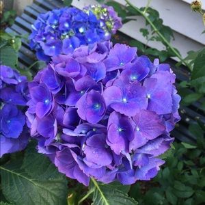 Meet your Posher, Michele